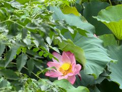 -梁子湖东篱老屋生态庄园