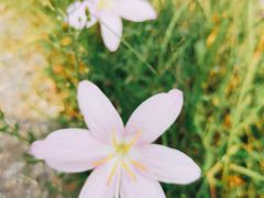 -乌村