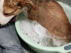 -天使宠物医院·犬猫分诊(彩虹店)