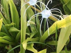 -巴厘岛悦榕庄Jumana露台餐厅