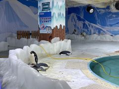 -海合安武汉极地海洋公园