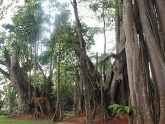 -瑞丽独树成林风景区