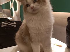 -飞行喵MR PILOT|猫舍·猫咖(静安大融城店)