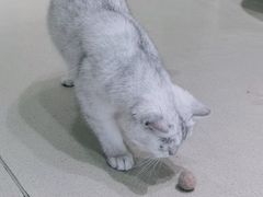 -藏猫猫咖啡主题馆(中央大道店)