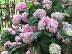 -三圣花乡旅游区