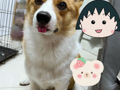 -宠福鑫康馨动物医院·骨科·眼科