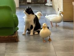 -鼓捣猫呢主题猫咖店