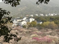-香雪海