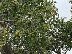 -宝安西湾红树林湿地公园