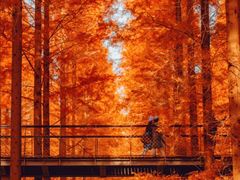 -黄海国家森林公园