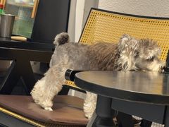 -琪喵猫屋·撸猫猫咖·猫舍