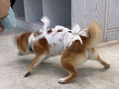 -纳吉亚猫专科动物医院·北北分院