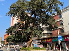 景观位-爱啊石花膏