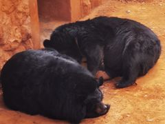 -昆明动物园