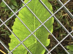 -海南热带雨林国家公园吊罗山景区