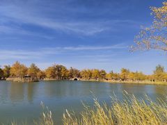 -金塔沙漠胡杨林景区