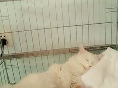 -纳吉亚猫专科动物医院博雅分院