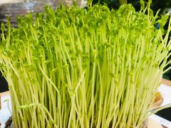 鲜豆苗-好彩猪肚鸡(正弘城店)