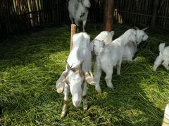 -明珠湖天鹅苑·农家菜馆