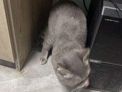 -半岛宠物医院24小时(白果林店)