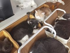 -是阿柴呀！柴犬咖啡·爱喵喵猫咖