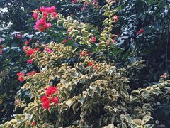 -中国科学院西双版纳热带植物园