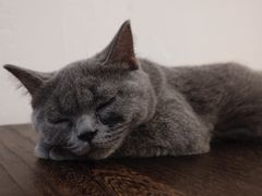 -猫友咖啡店(玉林西路店)
