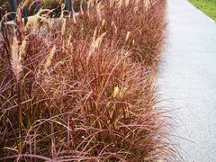 -桤木河湿地公园