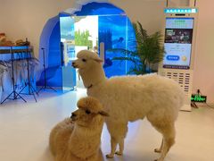 -Blue Concept Cafe&Farm·關於藍