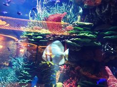 -迪拜帆船酒店海底餐厅