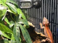 -酷以爬仙阁实体爬宠店·守宫·蜥蜴·专业繁育