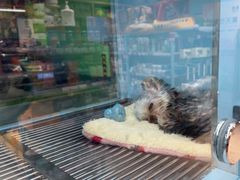 -FAELING PETS美天灵宠物(合生汇店)