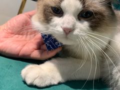 -喵喵咪呀布偶猫咖(春熙路店)