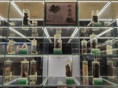 -广东中医药博物馆