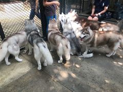 -TrueLove @ Neverland (Husky Cafe)