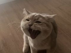 -comecome来吧宠物(奥克斯中心店)