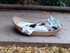 景点-成都大熊猫繁育研究基地