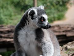 -云南野生动物园