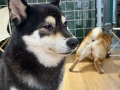 -是阿柴呀！柴犬咖啡·爱喵喵猫咖