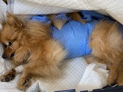 -美联众合动物医院·24h京西诊疗中心