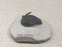 -辽宁古生物博物馆