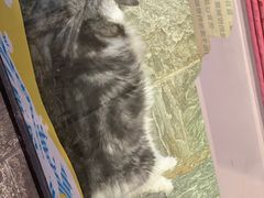-猫咪博物馆(顶澳仔猫街店)
