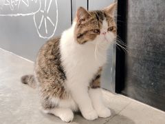-瞄一喵猫咖(格力海岸店)