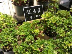 -弗劳尔花艺坊(龙涛店)