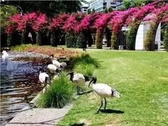 -墨尔本皇家植物园