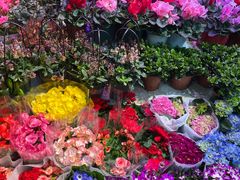 -大自然花鸟鱼虫市场