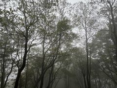 -梧桐山风景名胜区