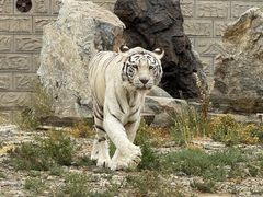 -新疆天山野生动物园