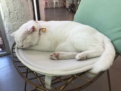 -有猫主题·治愈系猫咖(曾厝垵店)