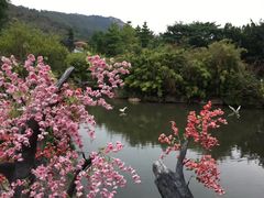 -河源客天下-温泉小镇